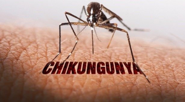 chikungunya-in-india