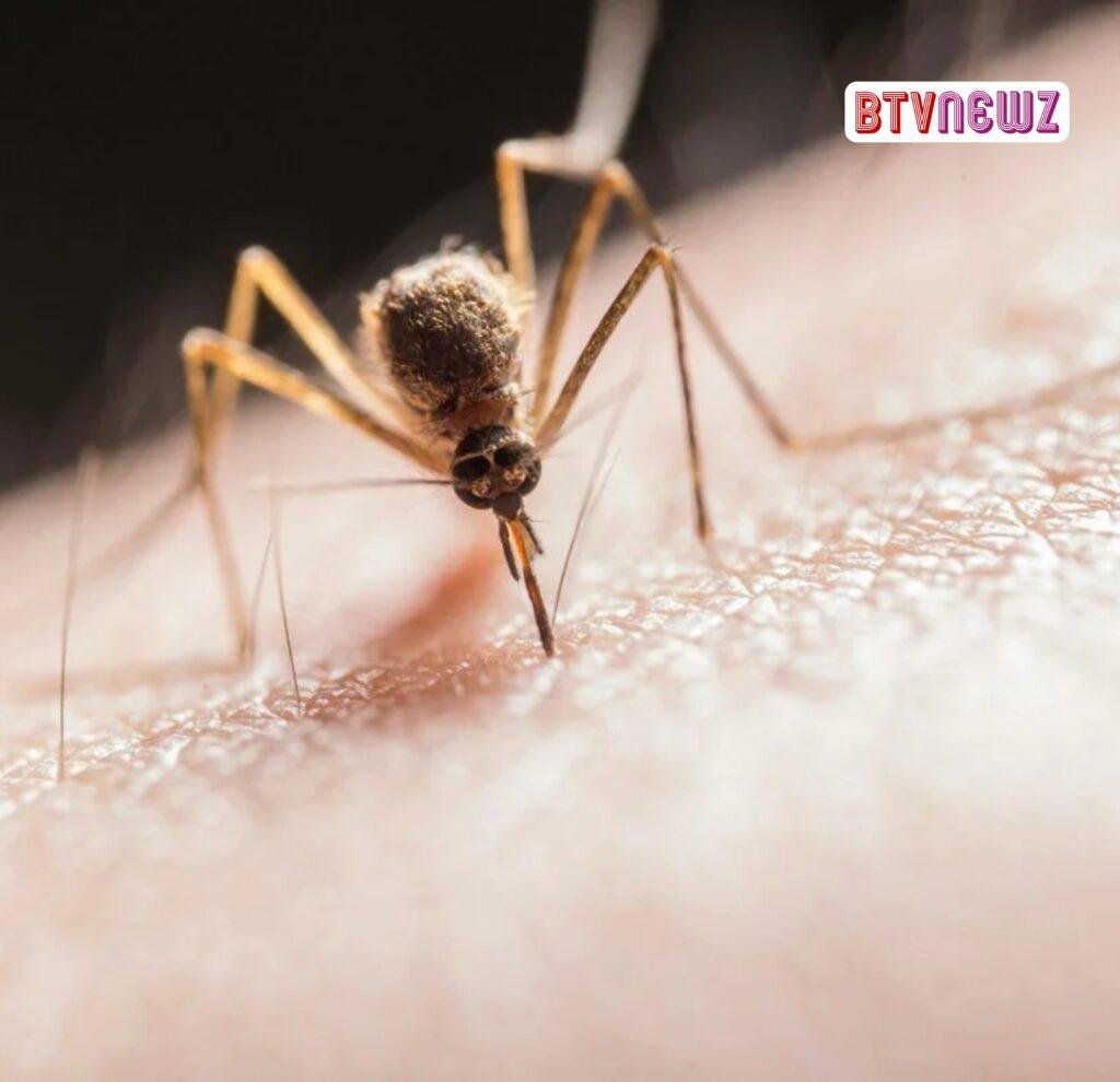 dengue